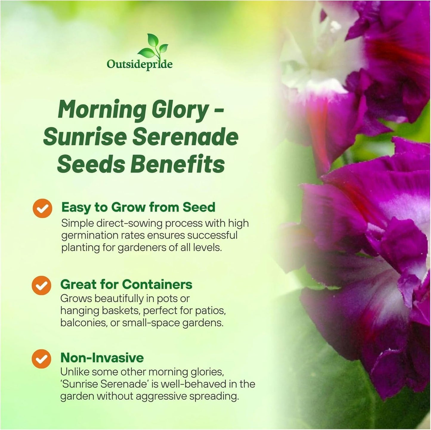 Outsidepride Sunrise Serenade Morning Glory Seeds - 50 Pcs. Annual, Climbing & Vining Flower Seeds for Planting Cerise & Purple Blooms, Ideal for Gardens, Trellises & Vertical Landscapes