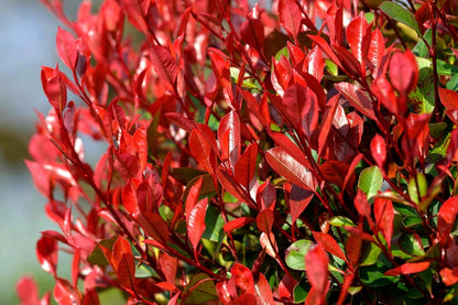 Photinia Red Tip - 50 Live Plants - Photinia x Fraseri - Evergreen Landscape Shrub