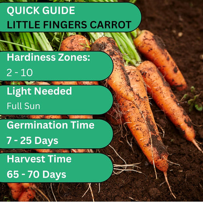 Woods Creek Seeds: Little Fingers Carrot Seeds for Planting - Over 2,800 Heirloom Carrot Seed Pack - Non-GMO Carrots Seeds for Planting Outdoors or Indoors - Beginner Friendly Vegetable Gardening