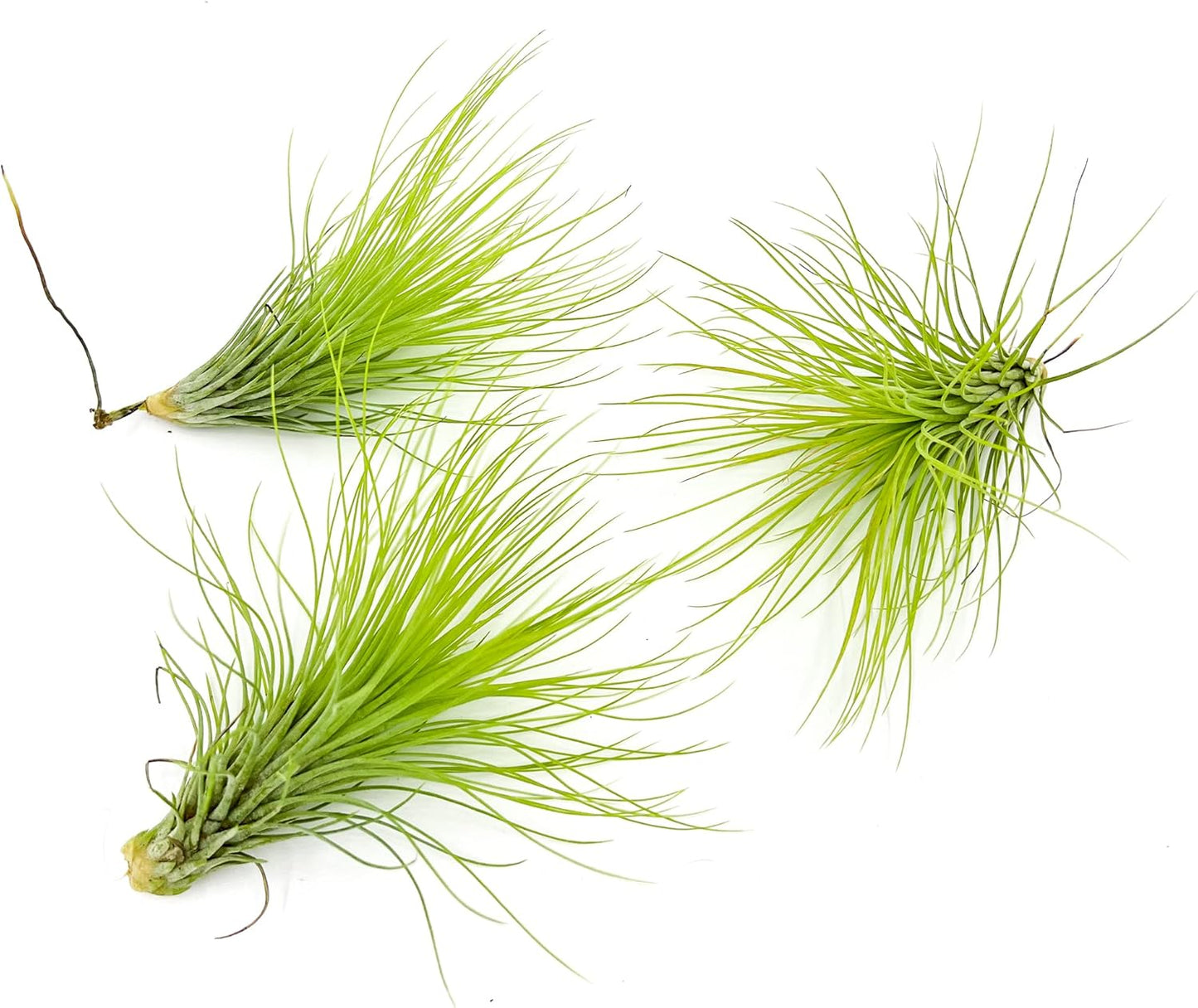 ragnaroc Air Plants - Tillandsia Andreana, Large 4-6" - 3ct - Live Arrival Gauranteed - House Plants for Home Decor & Gift