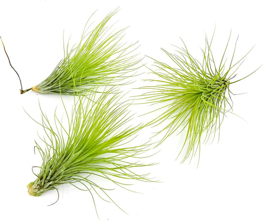 ragnaroc Air Plants - Tillandsia Andreana, Large 4-6" - 3ct - Live Arrival Gauranteed - House Plants for Home Decor & Gift