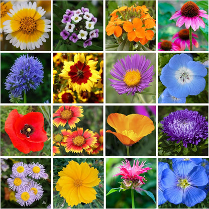 Mini Wildflower Seed Shaker - Save The Bees Seed Mix, by GevaGrow | 80,000+ Seeds | Pollinator & Bee Attracting Flower Seeds Bulk for Planting in Pots & Outdoor Gardens | 2 Ounce
