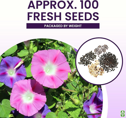 Climbing Vine Seeds for Planting – Colorful Mix of Climbing Flower Seeds: Morning Glory, Nasturtium, Black-Eyed Susan Vine, and Sweet Pea