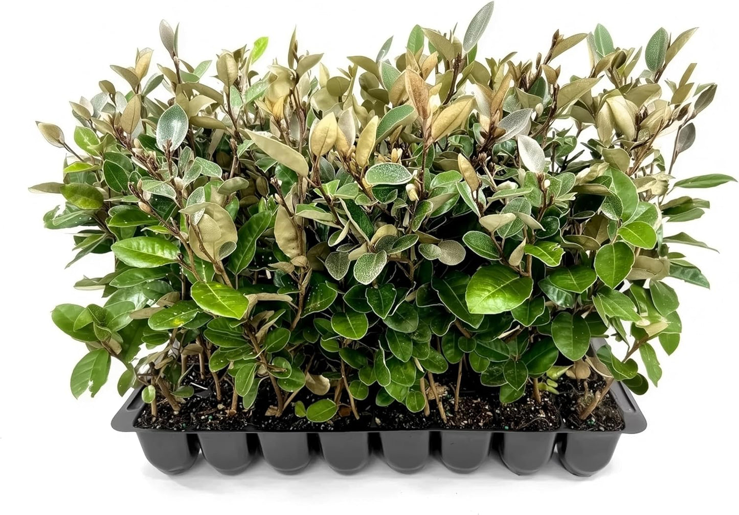 Elaeagnus Pungens I 10 Live Plants I Thorny Olive I Hardy Evergreen Shrub with Fragrant Blooms, Perfect for Hedges, Screening & Ornamental Garden Display