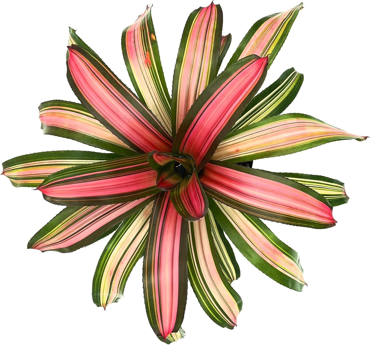 ragnaroc Live Plants – Bromeliad Neoregelia Minerva, 8-12" in 6" Pot - 1ct - Live Arrival Guaranteed - House Plants for Home Decor & Gift