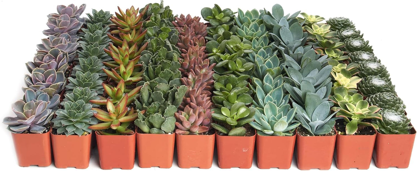 Shop Succulents Assorted Succulent Plant Pack Collection - Live Mini Succulent Plants, Low Maintenance, Mixture of Colors & Textures - Wedding and Party Favors, Gift & Garden, Pack of 64