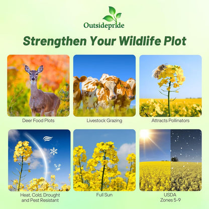 Outsidepride Trophy Forage Rape Seed - 1 Lb Heat, Cold & Drought-Tolerant Brassica Food Plot Seed, Ideal for for Deer & Livestock Grazing, Fall Planting, Soil Improvement, & Erosion Control