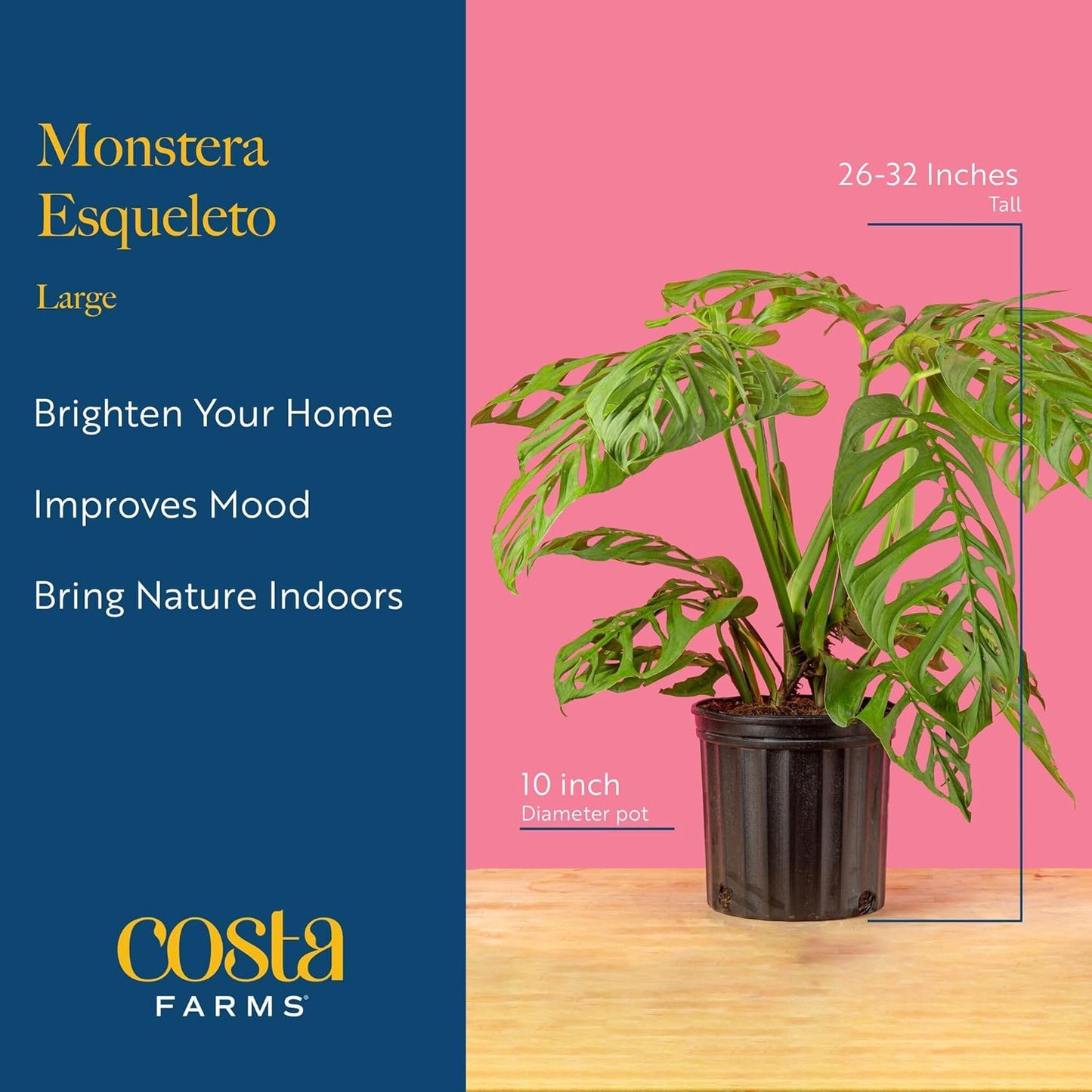 Costa Farms Monstera Esqueleto Live Plant | 2-3 Feet Tall | Large Tropical Houseplant in 10-Inch Plant Pot | Gift for Housewarming, Birthday | Perfect Decor for Home, Office, and Room