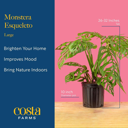 Costa Farms Monstera Esqueleto Live Plant | 2-3 Feet Tall | Large Tropical Houseplant in 10-Inch Plant Pot | Gift for Housewarming, Birthday | Perfect Decor for Home, Office, and Room