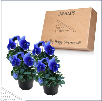 Live Healthy Flowering Pansies - Blue (4 Plants Per Pack), Beautiful Fall Color, 6" Tall by 4" Wide in 1 Pint Square Pot