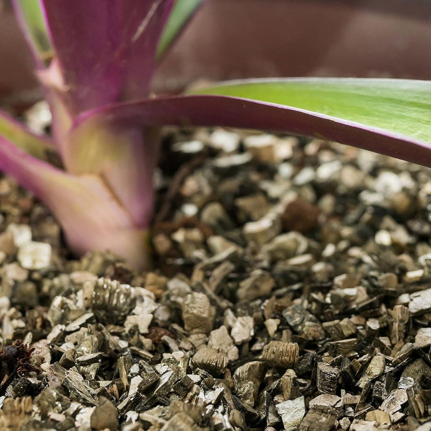 Gardenera Zamioculcas Potting Mix - Unlock Robust Growth and Striking Leaves with Our High-Performance Formula - 20 Quart