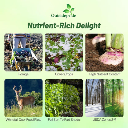 Outsidepride Purple Top Turnip Seeds - 10 Lbs High-Yield, High Protein Turnip Seed, Ideal Cover Crop, for Forage, Grazing Livestock, High Energy Deer Food Plot & Soil Improvement