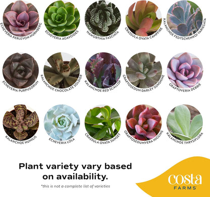 Costa Farms Succulents (25 Pack), Live Mini Succulent Plants, Grower's Choice Live House Plants, Potted in Nursery Plant Pots, Potting Soil Mix, Bulk Baby Shower, Bridal Shower Gift, DIY, Party Favors
