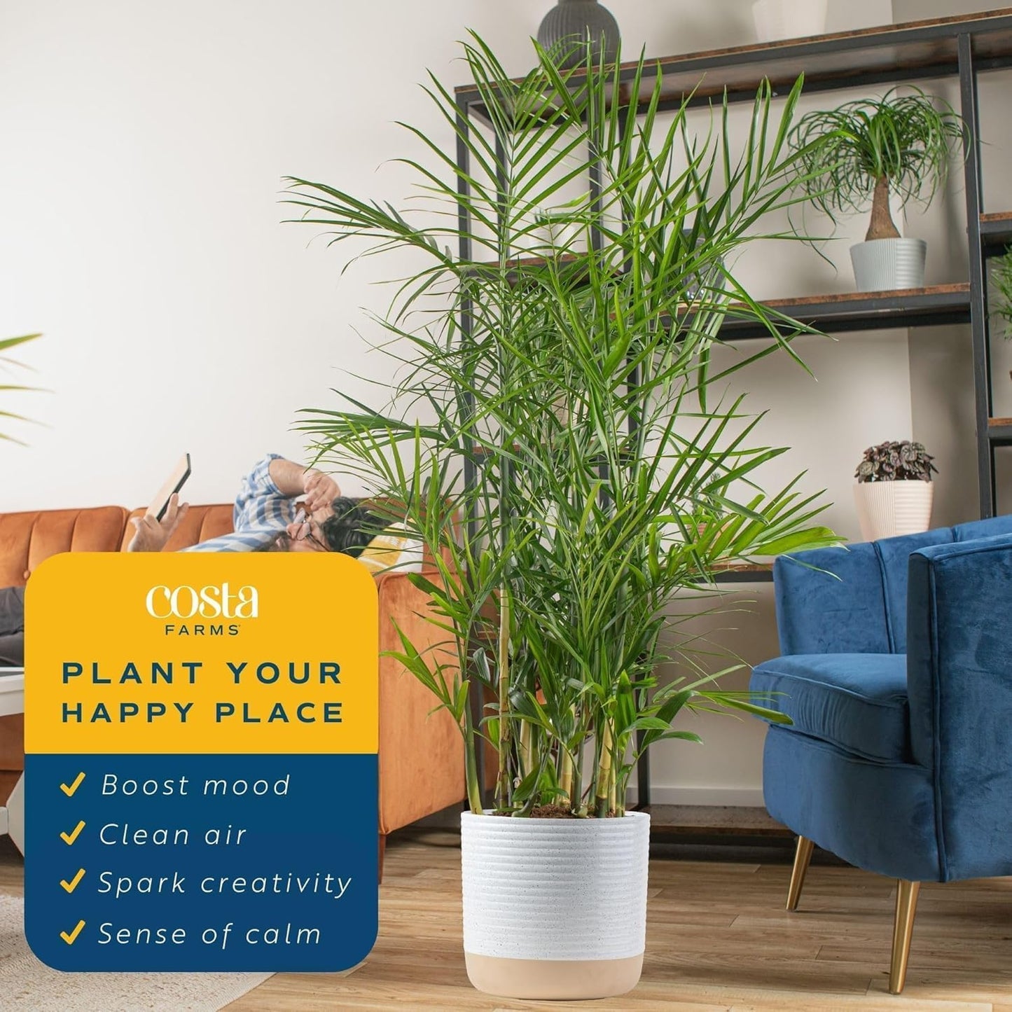 Costa Farms Bamboo Palm Live Plant in Decorative Pot, Air Purifying Large Indoor Houseplant, Perfect for Home, Room, or Office Decor, Great House Warming or Birthday Gift, 3-4 Feet Tall