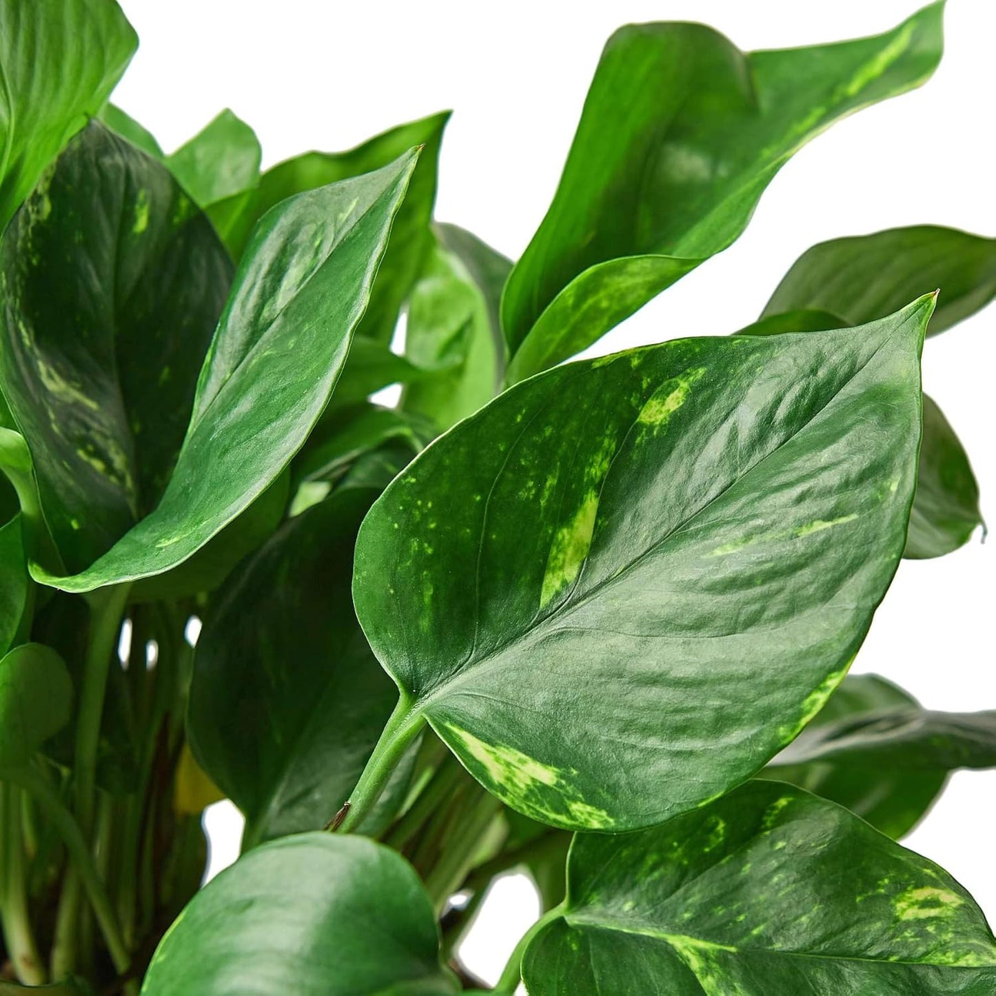 Pothos Golden Live Plant for Indoor | Different Houseplants in 4'' & 6'' Pot | Real House Plant for Living Room, Office, Desk & Bathroom | Epipremnum Aureum | Devil's Ivy