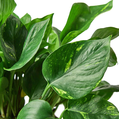 Pothos Golden Live Plant for Indoor | Different Houseplants in 4'' & 6'' Pot | Real House Plant for Living Room, Office, Desk & Bathroom | Epipremnum Aureum | Devil's Ivy