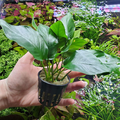 SubstrateSource Anubias Live Aquarium Plants - Potted Freshwater Plant for Fish Tanks, Terrariums - Beginner Friendly Low Light (Barteri, 3 Pots)