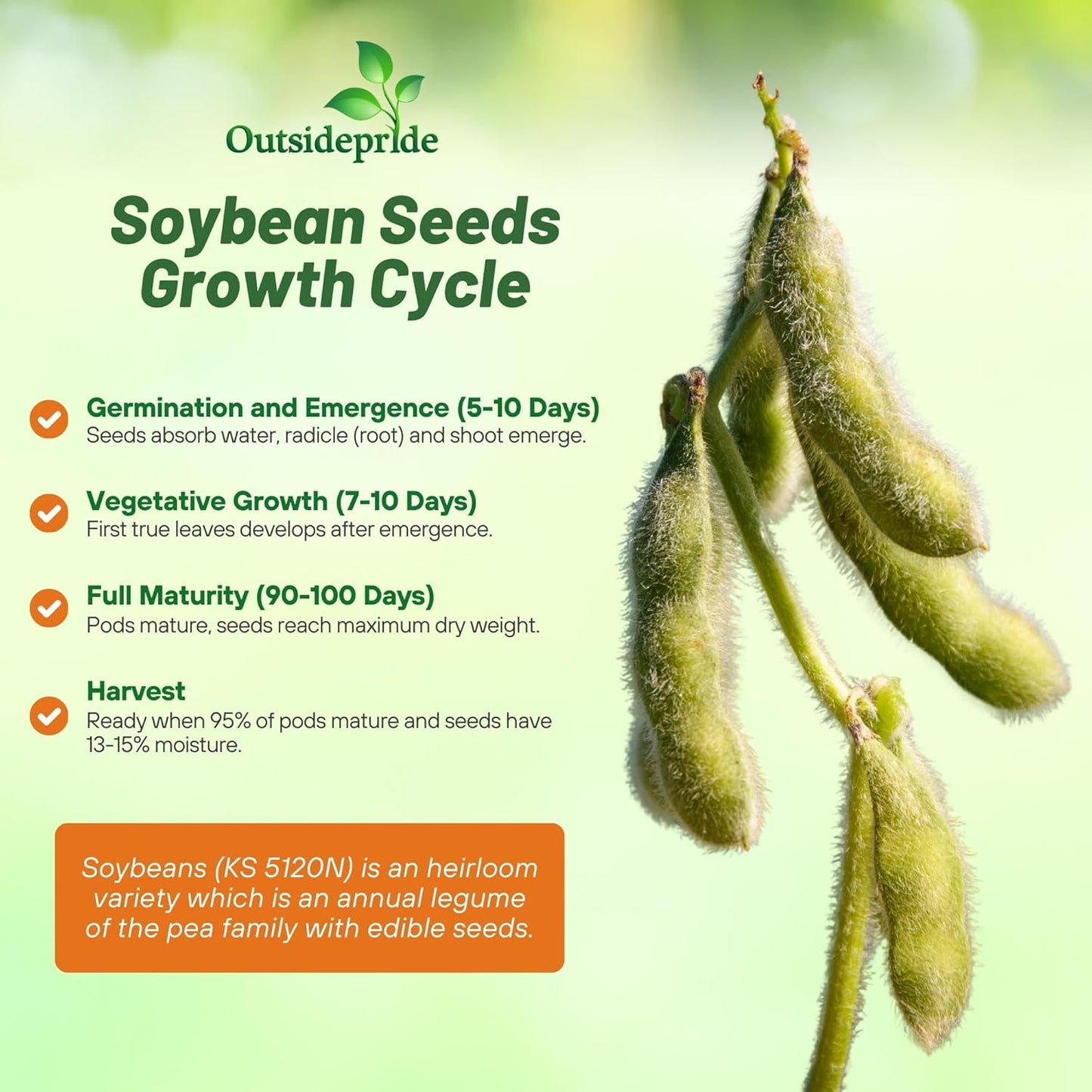 Outsidepride Soybean Seeds - 50 lbs High-Protein & High Yield Heirloom Variety Soy Beans, Ideal for Oil Processing, Forage, Animal Food Plots, & Wildlife Feed for Poultry & Other Farm Animals