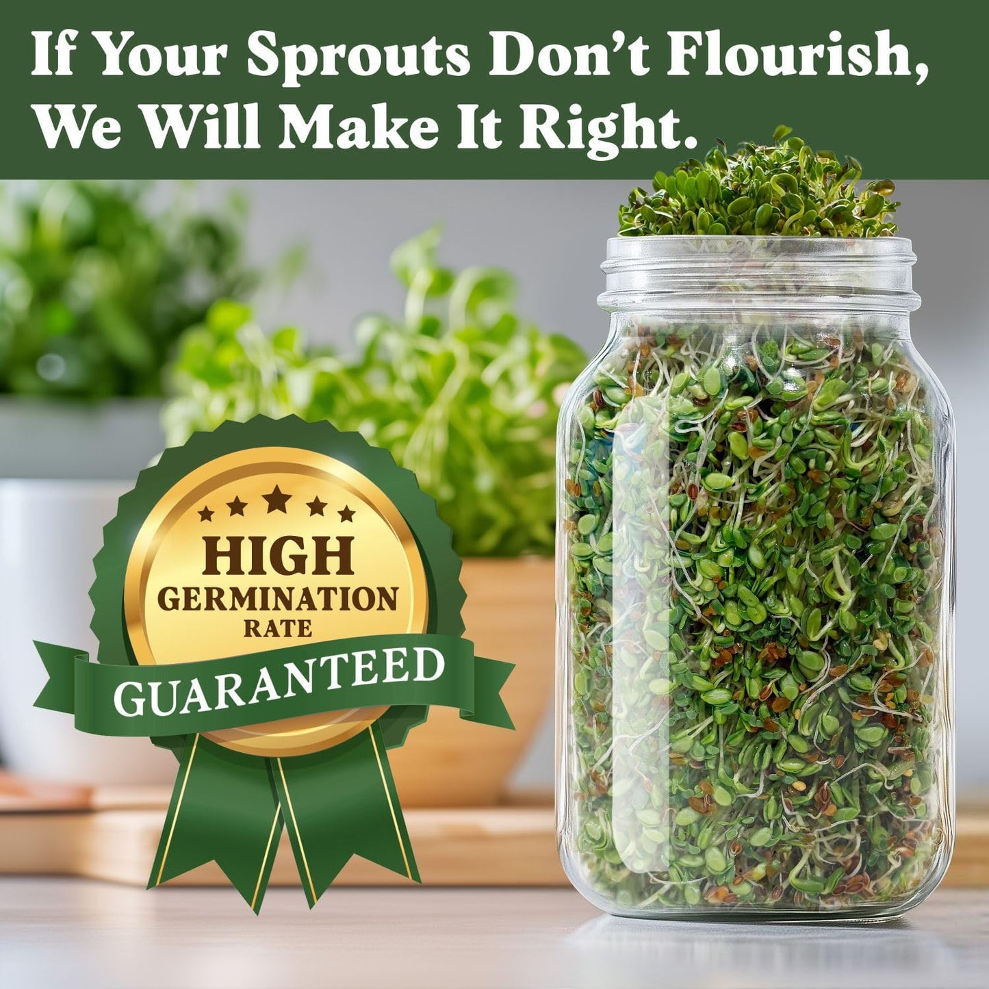 Seedboy Organic Non-GMO Sprouting Seeds, Gut Health Blend – USA Grown Microgreens Mix with Clover, Alfalfa, Fenugreek, Dill – 8 oz Bag Makes 8 Quarts / 24 Servings (Gut Health Blend)