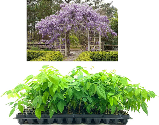 Amethyst Falls Wisteria Frutescens Vine | 10 Live Plants | Beautiful Drought Tolerant Fragrant