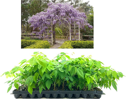 Amethyst Falls Wisteria Frutescens Vine | 3 Live Plants | Beautiful Drought Tolerant Fragrant Purple Flowering Vine