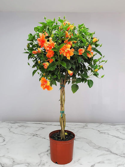 Braided Live Hibiscus Tree - Double Peach Flower - Tropical Plants of Florida - Overall Height 38" to 44" (Plant Only)
