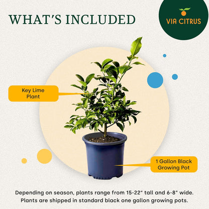 Key Lime Live Tree Indoor Plants Outdoor 18-22" Tall - Fruit Trees, Key Limes Tree Outdoor Patio Cannot Ship: CA/AZ/TX/LA – Potted Indoor Fruit Trees Live Plants, Plant Lover Gifts by Via Citrus