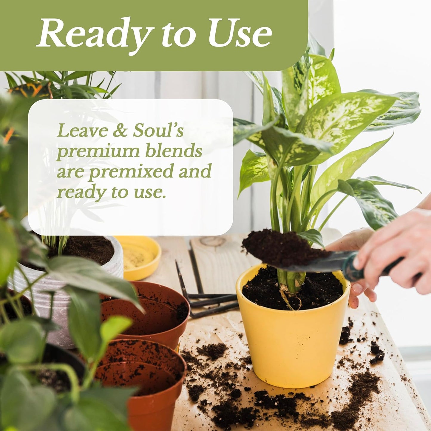 Professional Snake Plant Soil | Large 2.2 Quarts Ready to Use for Snake Plants | Peat Moss, Coco Coir, Perlite, Dolomite | Made in USA