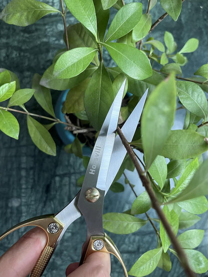 Indoor Plant Shears and Garden Scissors, Houseplant Shears Made of Japan SK5 Stainless Steel, Flowers Herbs and Plant Cutters, Clippers, Trimmers, Loppers, Bonsai Plant Pruning Scissors