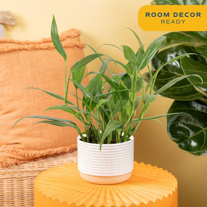Costa Farms Live Pothos Plant, Indoor Plant Houseplant, Epipremnum Asplisimum, Rare Unique Indoor Trailing House Plant in 6-Inch Self-Watering Plants Pot, Potting Soil, Room and Home Decor