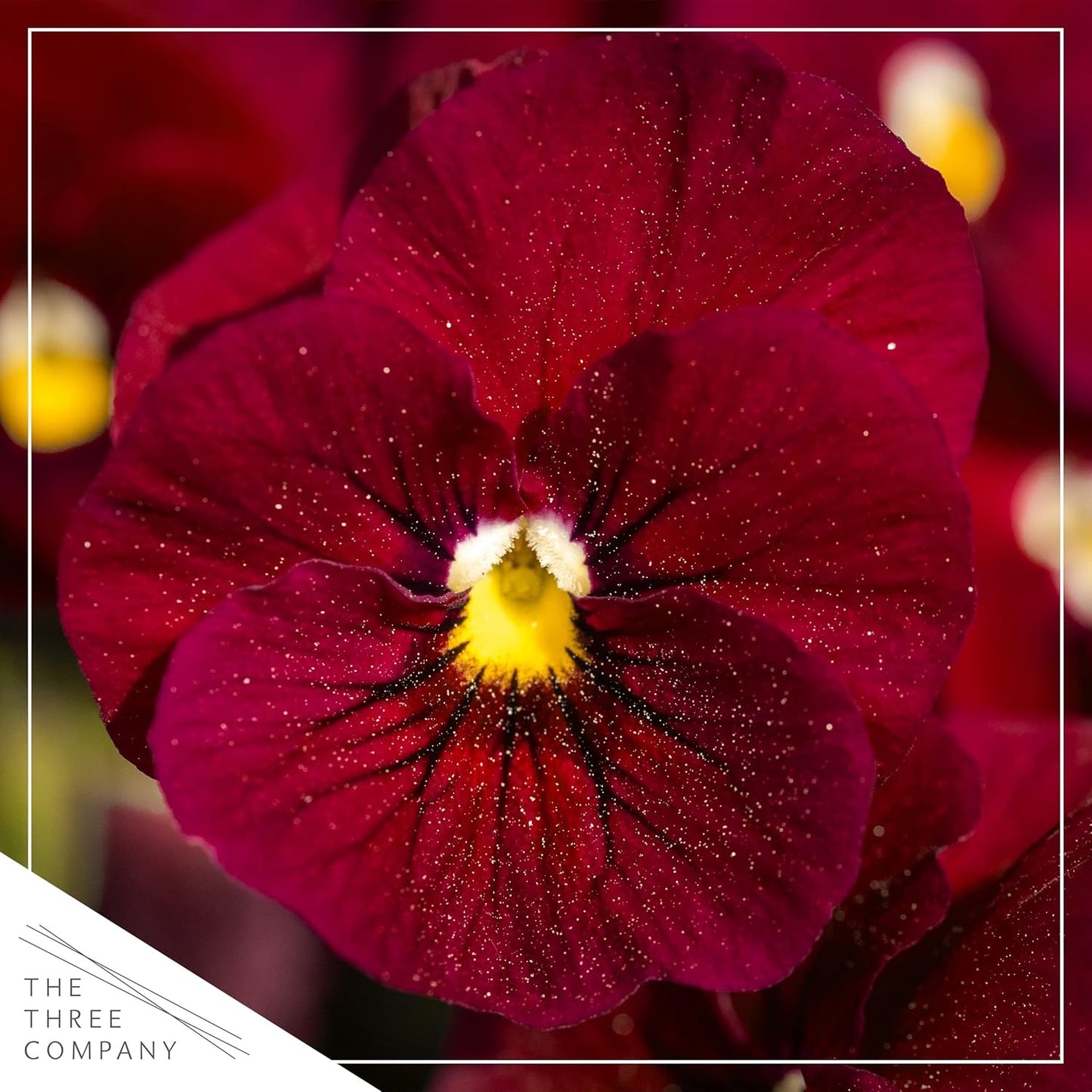 Live Healthy Flowering Pansies - Red Blotch (4 Plants Per Pack), Beautiful Fall Color, 6" Tall by 4" Wide in 1 Pint Square Pot