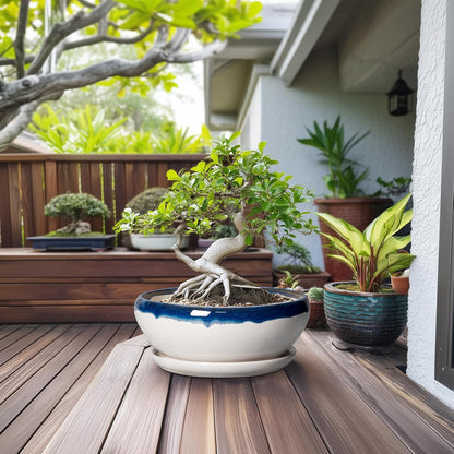 SQOWL Bonsai Tree Pots - 12 Inch Ceramic Succulent Planters, Large Bonsai Pot with Drainage Hole and Tray, Shallow Planter Indoor Outdoor, Bowl Round Planter, Home Decor, Plant Lover Gift, Blue-Beige