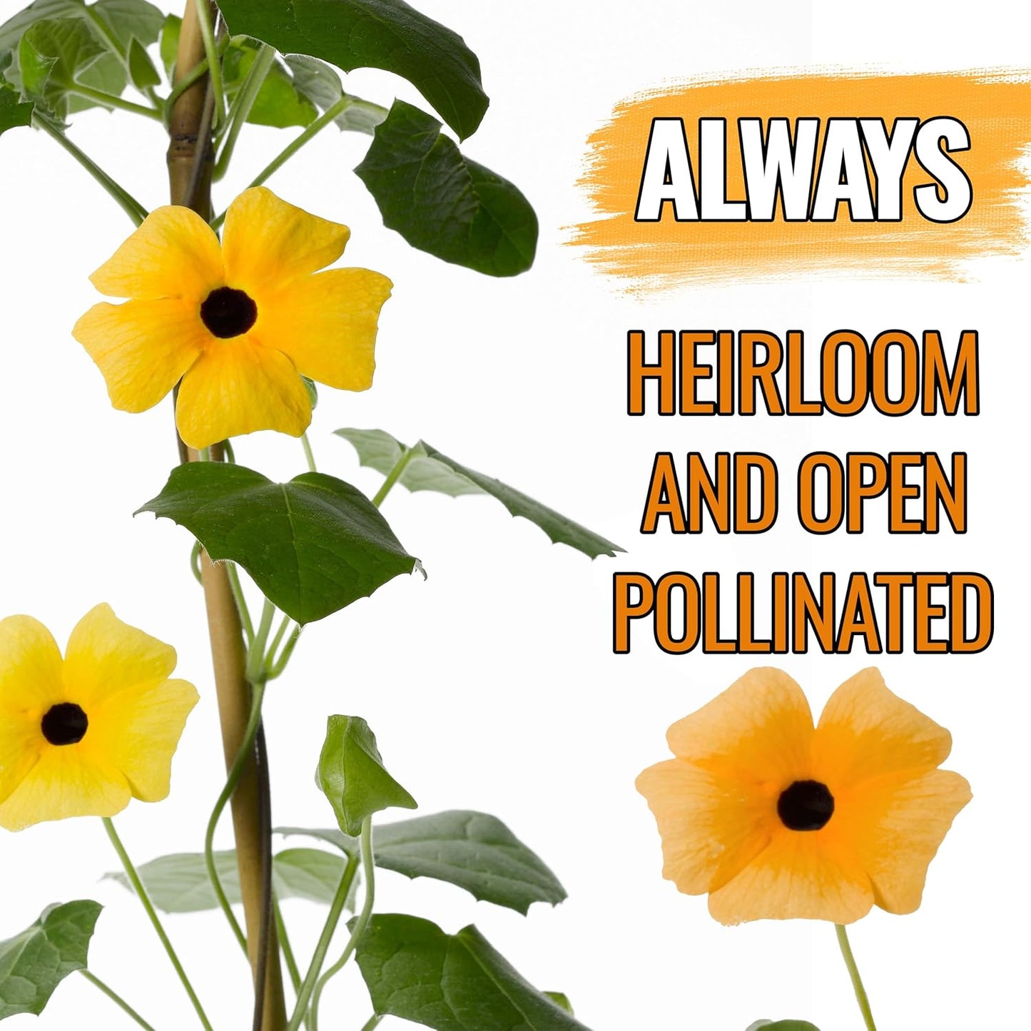 Seed Needs, Black-Eyed Susan Vine Seeds - 100 Heirloom Seeds for Planting Thunbergia alata - Annual Vining Flowers to Cover a Fence or Trellis (5 Packs)