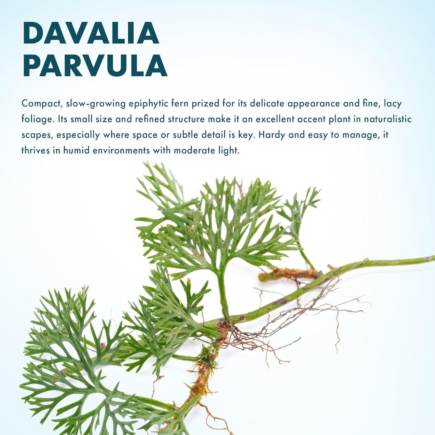 SubstrateSource Live Jungle Plant - Davallia parvula - Moderate Care, Medium to High Light, Bright Green Accent, Vivarium or Terrarium Epiphytic Plant - Loose/Bare Root
