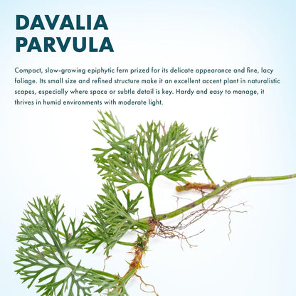 SubstrateSource Live Jungle Plant - Davallia parvula - Moderate Care, Medium to High Light, Bright Green Accent, Vivarium or Terrarium Epiphytic Plant - Loose/Bare Root