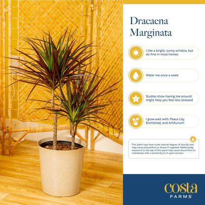 Costa Farms Dracaena Marginata Magenta Madagascar Dragon Tree, Live Indoor Plant, Easy to Grow Houseplant Potted in Decor Planter Pot, Living Room Home and Office Decor, 3-4 Feet Tall