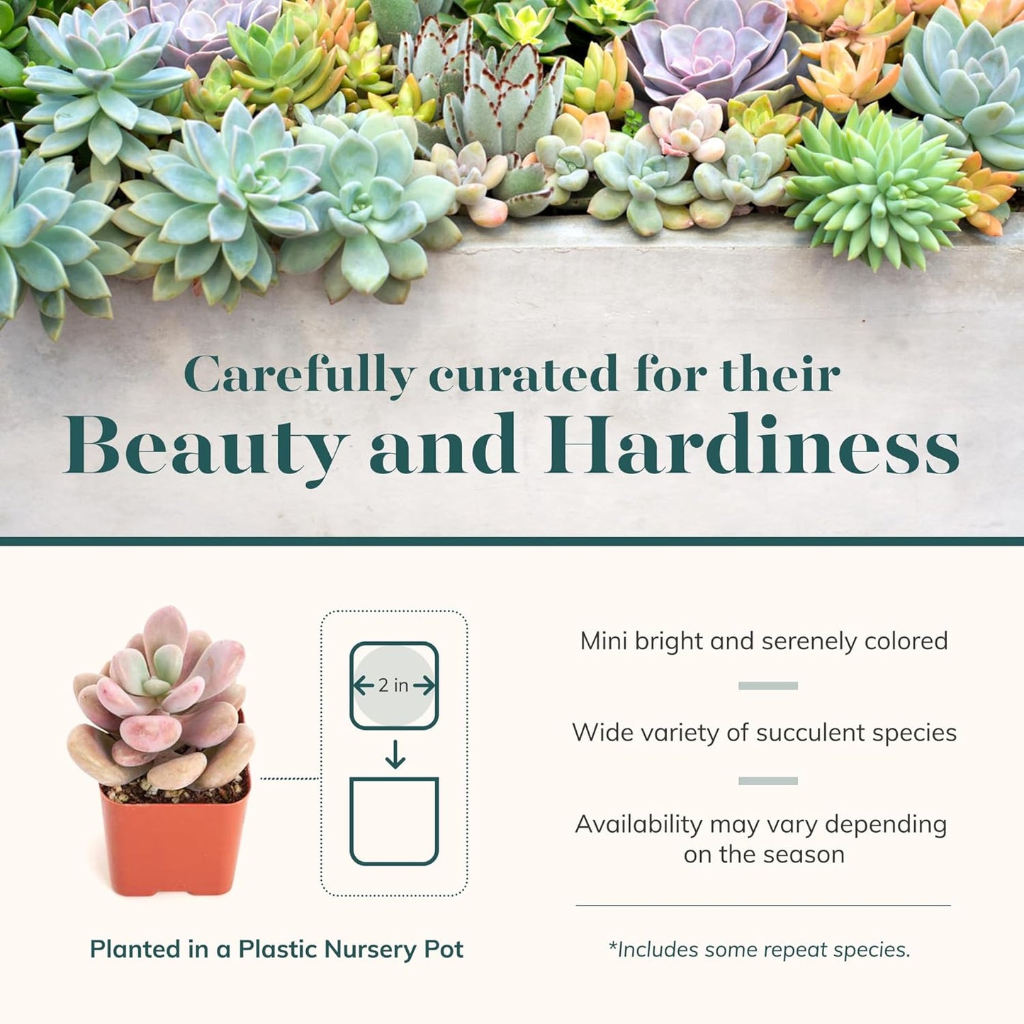 Shop Succulents Pastel Succulent Plant Pack Collection - Live Mini Succulent Plants, Low Maintenance, Bright & Serene Colors & Textures - Wedding and Party Favors, Gift & Garden, Pack of 4