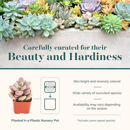Shop Succulents Pastel Succulent Plant Pack Bulk Collection - Live Mini Succulent Plants, Low Maintenance, Bright & Serene Colors & Textures - Wedding and Party Favors, Gift & Garden, Pack of 256