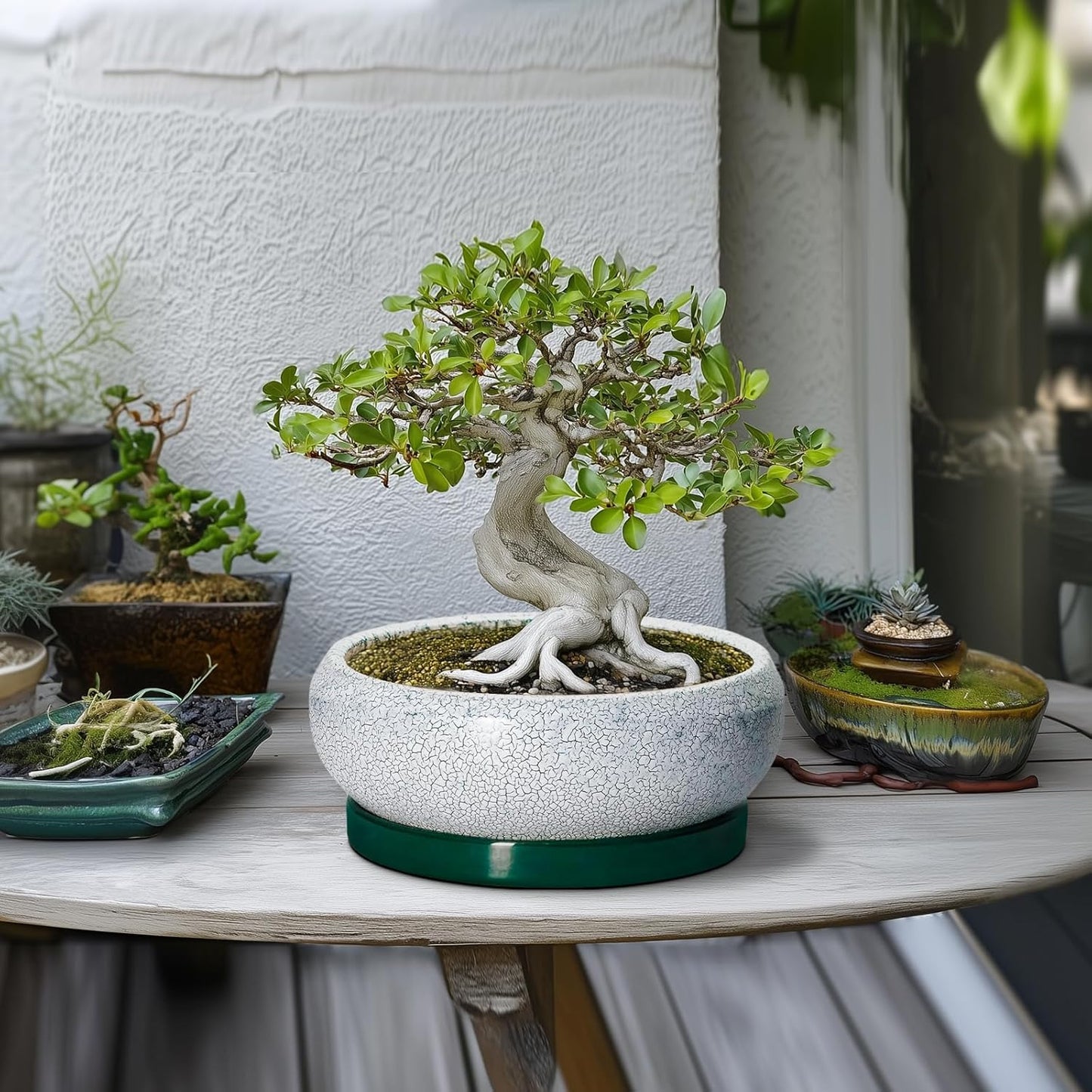 Succulent Planters 10 Inch - Ceramic Bonsai Pots with Drainage Hole and Saucer, Large Succulent Pots Indoor, Shallow Planter, Round Bowl Planter Outdoor, Patio Decor, Plant Lover Gift, Green