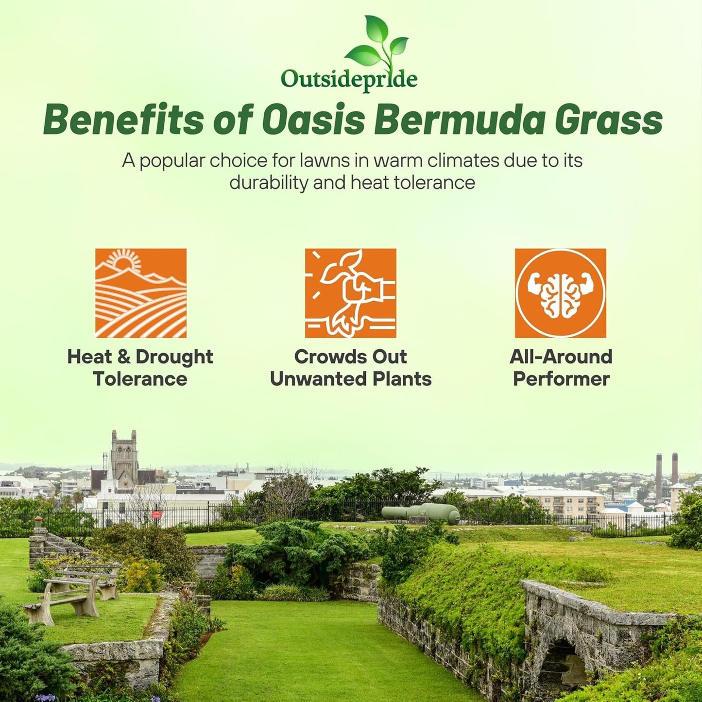 Outsidepride Oasis Bermuda Grass Seed - 50 lbs Warm Season, High Traffic, Heat Resistant, Drought-Tolerant, Low-Maintenance, Fast Growing Turf Grass for Lawn, Ideal for Sunny Areas, Thick Coverage