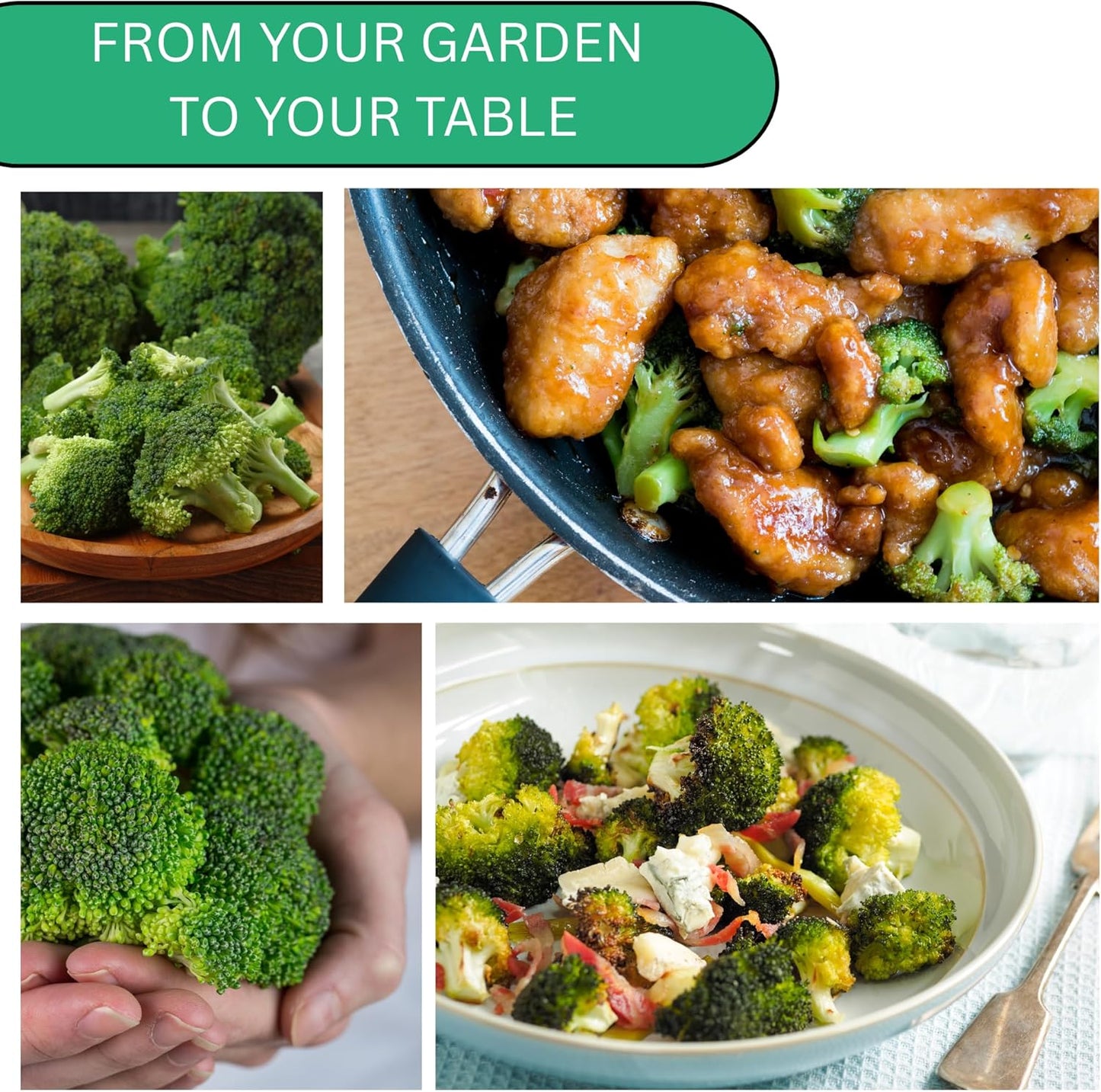 Woods Creek Seeds: Waltham 29 Broccoli Seeds for Planting - Over 1,400 Heirloom Broccoli Seed for Sprouting - Non-GMO Vegetable Plants Indoor or Outdoor Gardens & Hydroponics Sprouts Gardening