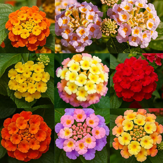 600 Lantana Flower Seeds – Colorful Perennial Seeds | Drought-Tolerant, Easy to Grow &