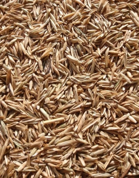 Annual Ryegrass Seeds for Planting - Premium Quality Rye Grass (22 Pounds)