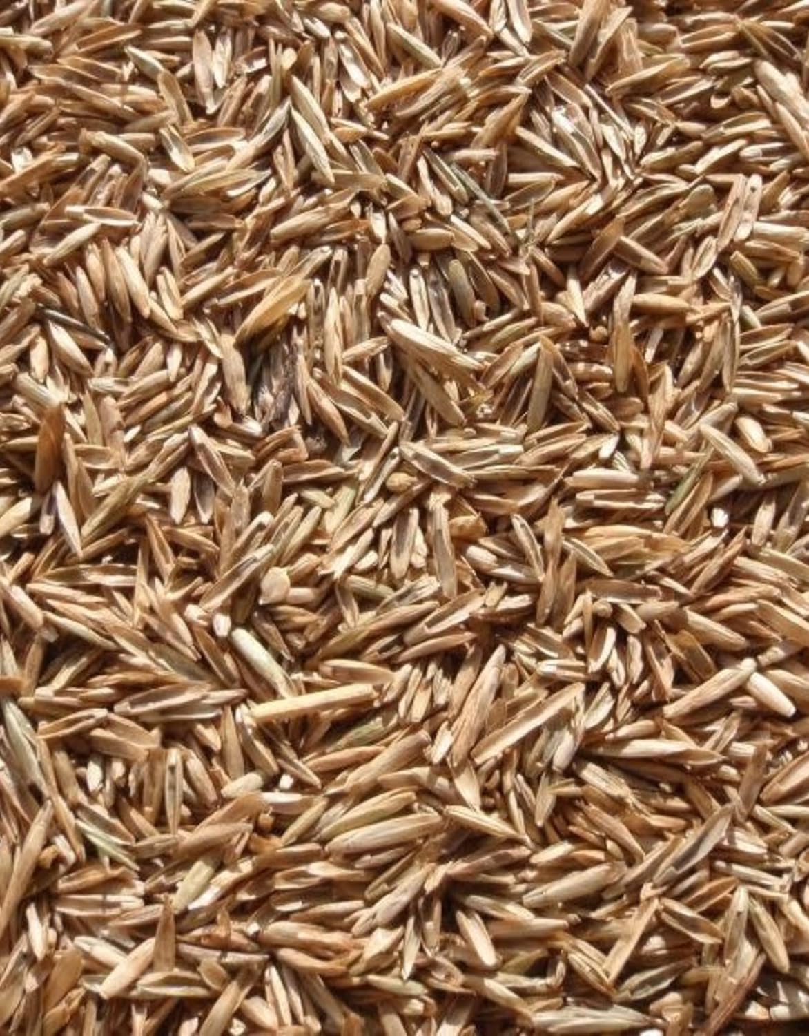 Perennial Ryegrass Seeds for Planting - Premium Quality Rye Grass Seed (5 Pounds)