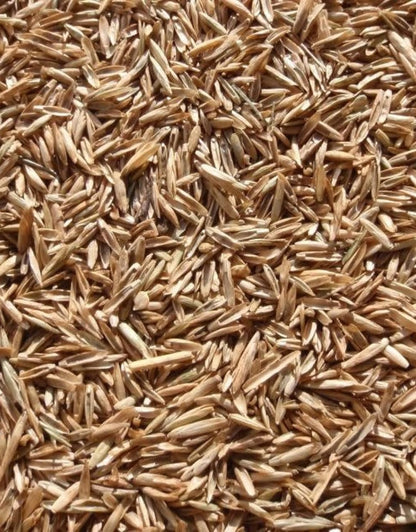 Perennial Ryegrass Seeds for Planting - Premium Quality Rye Grass Seed (5 Pounds)