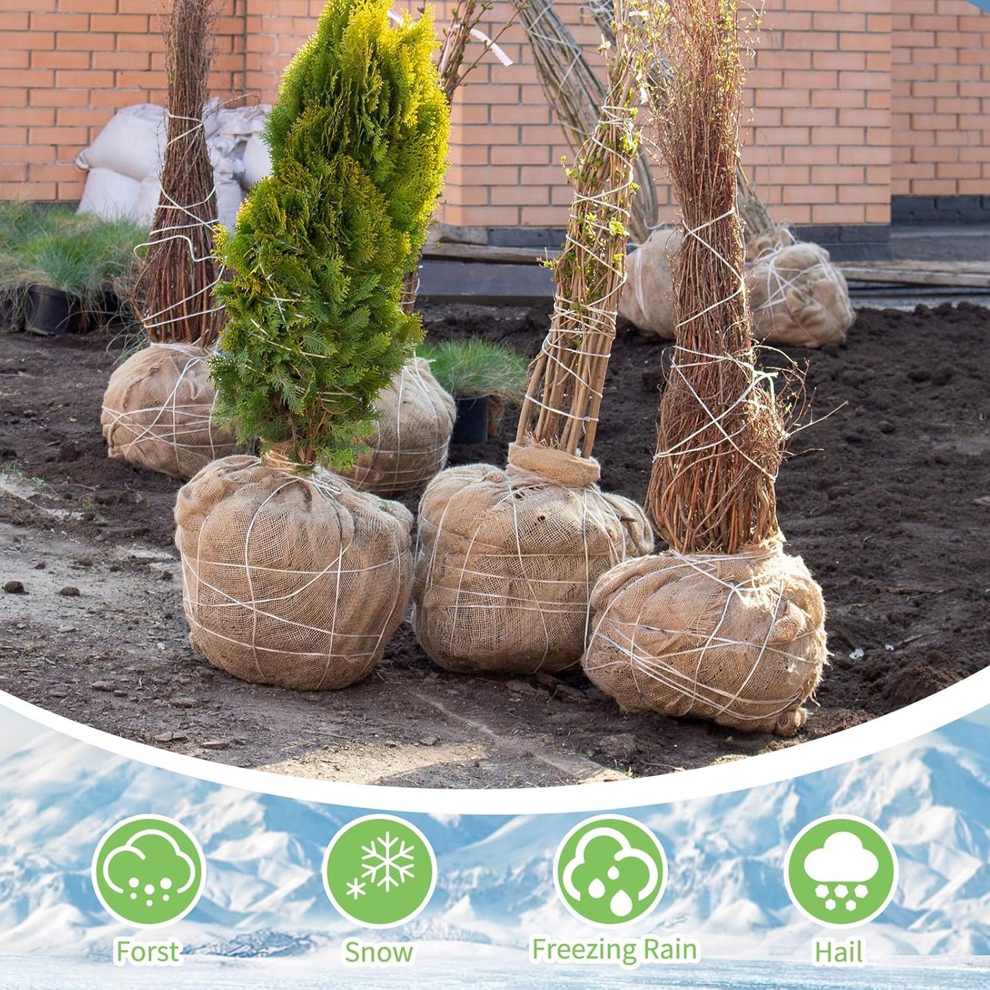 Garden Burlap Roll, 60" x 50 Feet Natural Jute Burlap Fabric Roll for Gardening Raised Bed Liners,Seed Cover,Edging,Weed Barrier,Aisle Runner Plant Cover Tree Protections (60" x 50 Feet)