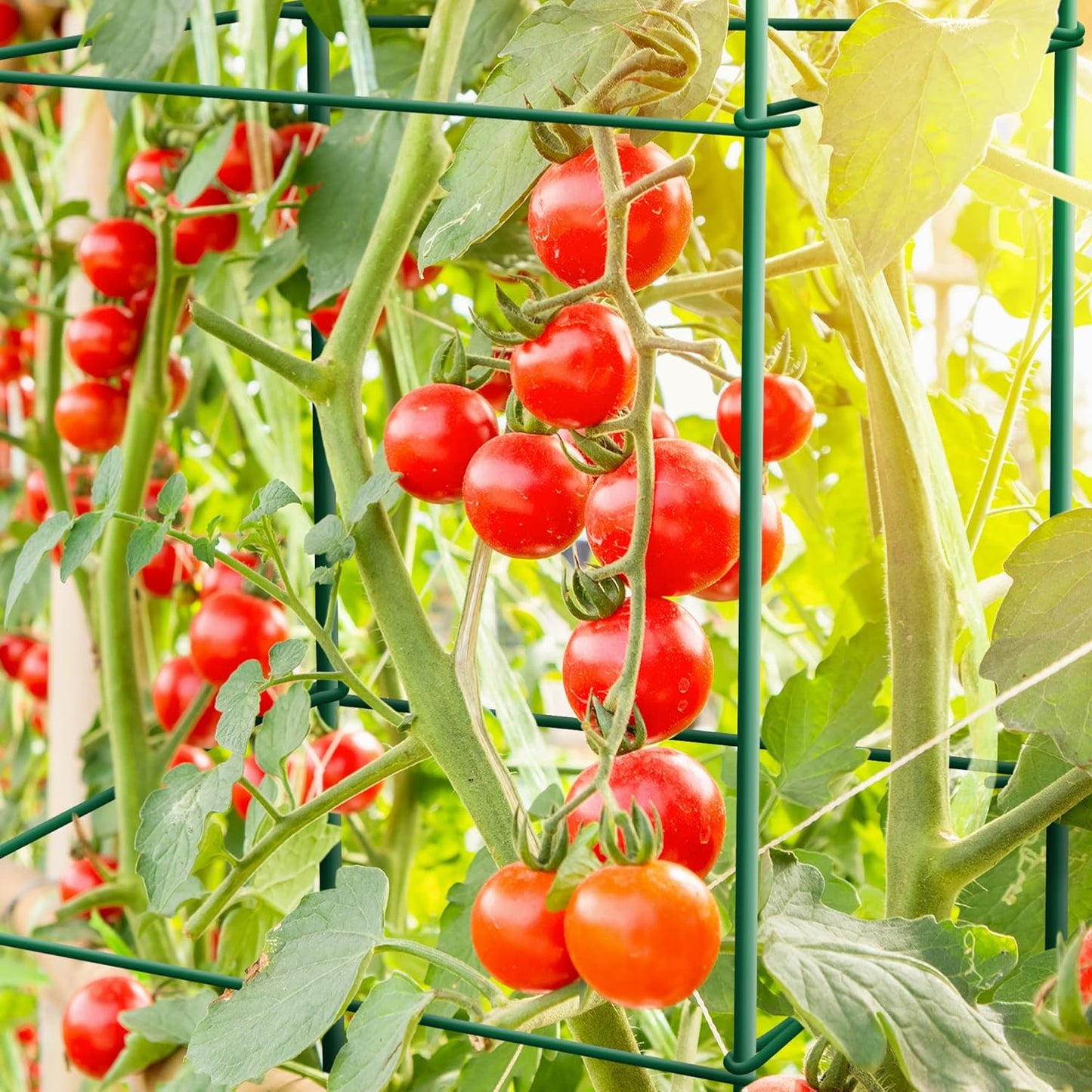Tomato Cages 6 Packs 46 Inches (H) Plant Stand with 164 Feet Twist Ties, Heavy Duty Garden Plants Support for Tomatoes, Cucumber, and Other Climbing Plants (Green)