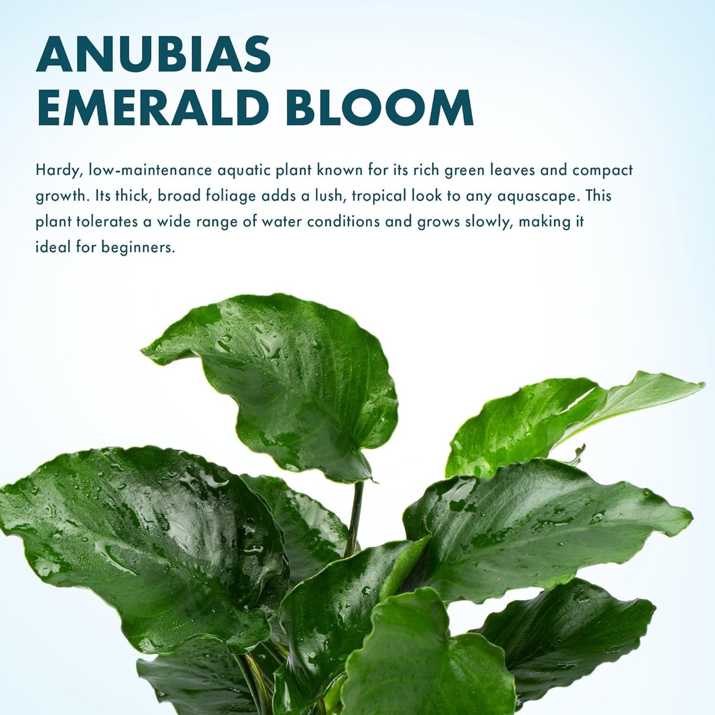 SubstrateSource Live Jungle Plants - Anubias Emerald Bloom (Anubias barteri) - Compact Epiphytic Rhizome Plant for Midground Freshwater Aquascapes, Emerald Green Accent - Pot