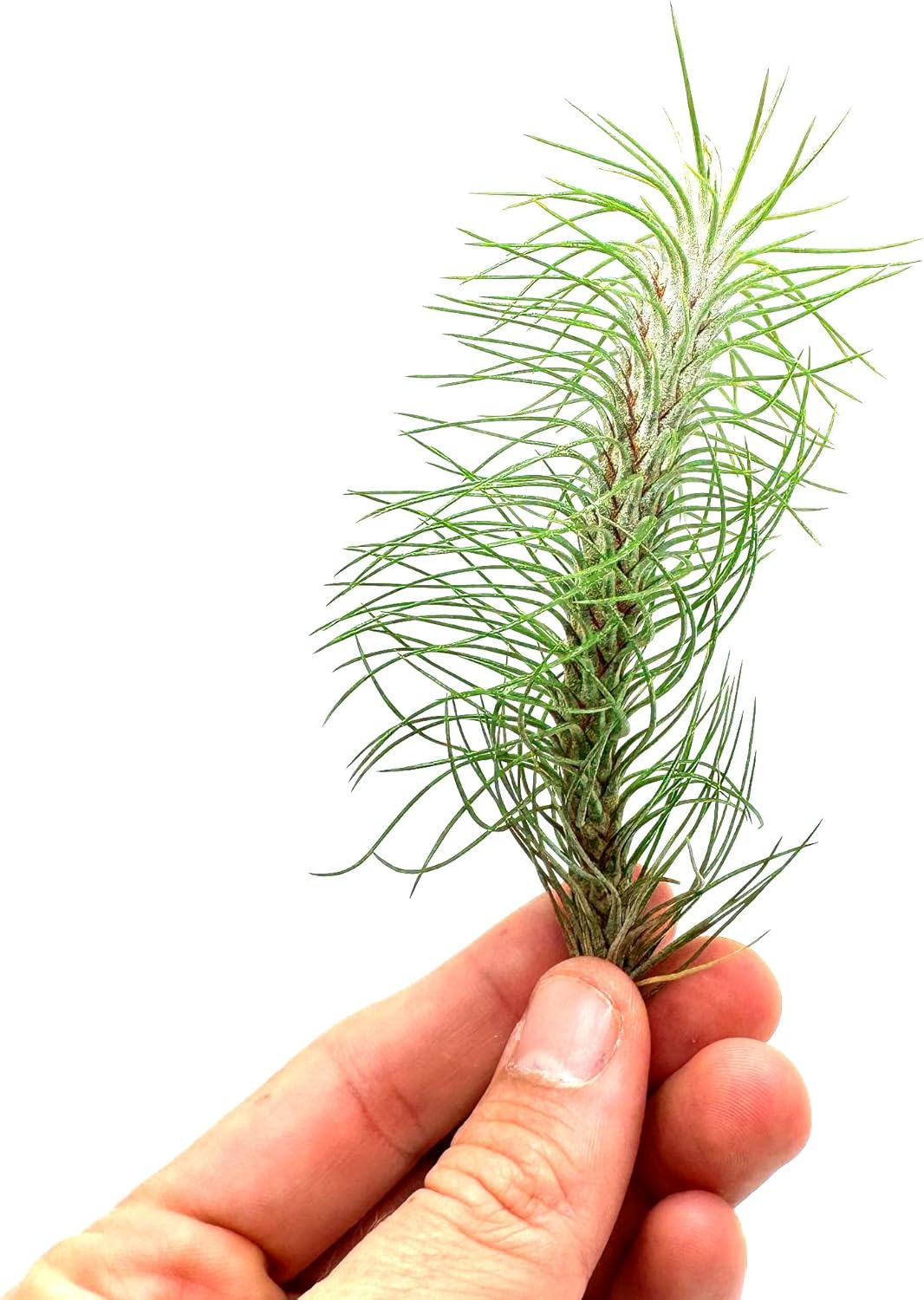 ragnaroc Air Plants - Colombian Tillandsia Funckiana, Large 5" - 5ct - Live Arrival Guaranteed - House Plants for Home Decor & Gift