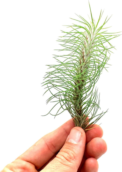 ragnaroc Air Plants - Colombian Tillandsia Funckiana, Large 5" - 5ct - Live Arrival Guaranteed - House Plants for Home Decor & Gift
